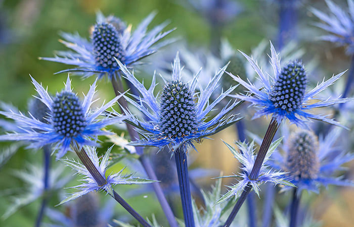 Photograph of a blue thistle