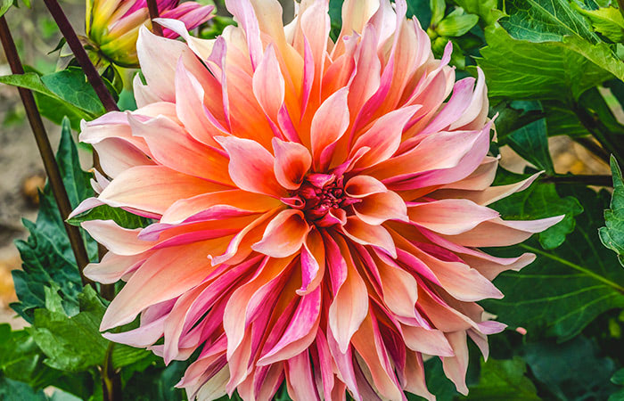 A large, vibrant pink and peach dahlia blooms surrounded by lush green leaves in a garden setting.