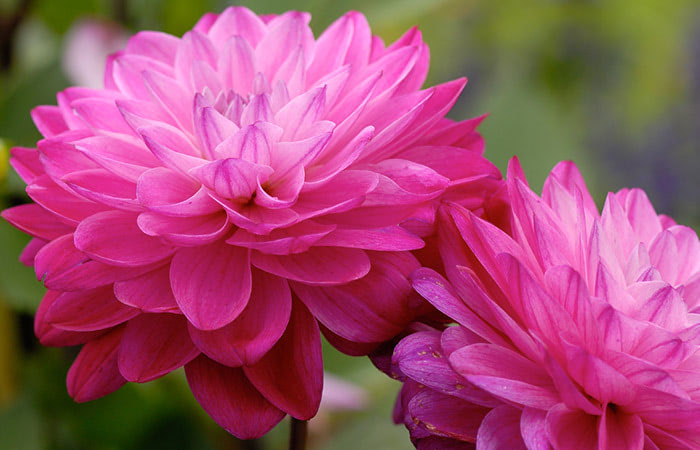 Bright pink dahlias blooming in a garden, displaying layered petals in shades of pink with a blurred green and purple background.